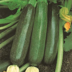 Courgette, Black Beauty, 500g